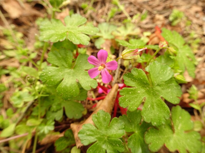 ee. ümaralehine kurereha, en. Roundleaf geranium, ru. Герань круглолистная, lat. Geranium rotundifolium