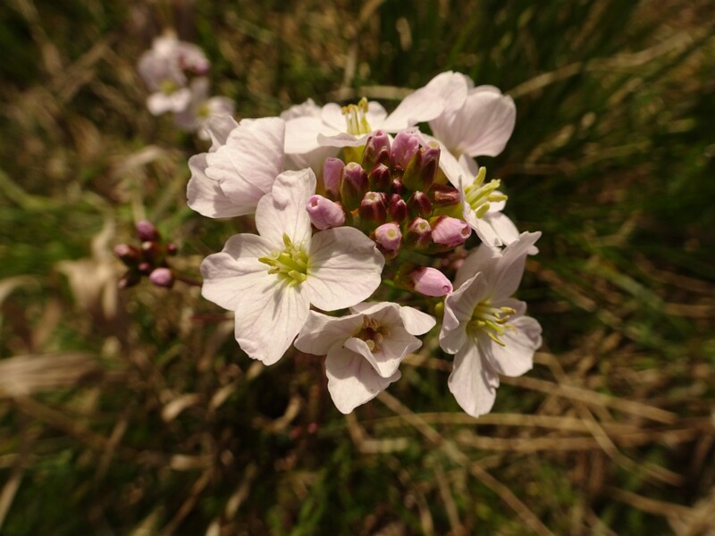 ee. Aas-jürilill, en. cuckooflower, ru. Сердечник луговой, lat. Cardamine pratensis