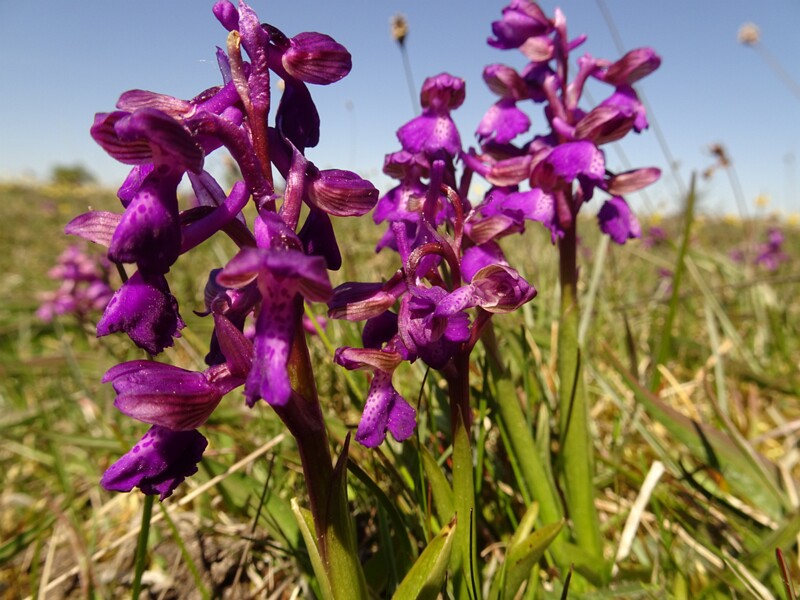 ee. Arukäpp, en. green-winged orchid, ru. Ятрышник дремлик, lat. Anacamptis morio