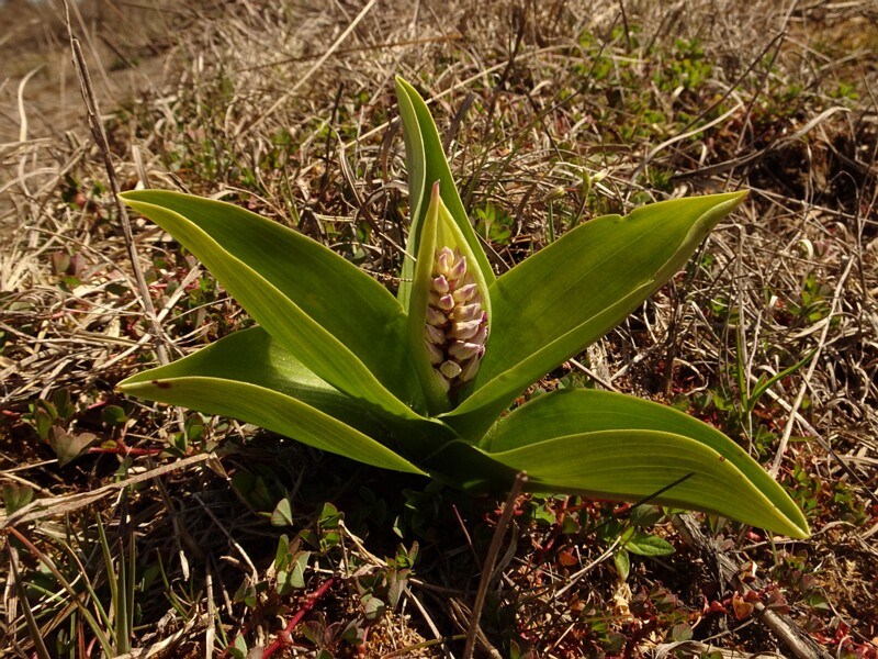 ee. Hall käpp, en. military orchid, ru. Ятрышник шлемоносный, lat. Orchis militaris
