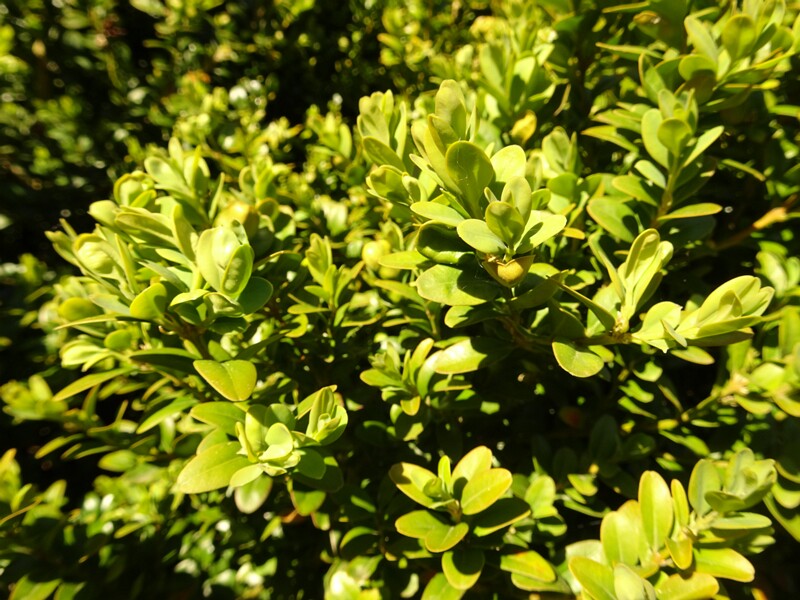 ee. Harilik pukspuu, en. European box, ru. Самшит вечнозелёный, lat. Buxus sempervirens L
