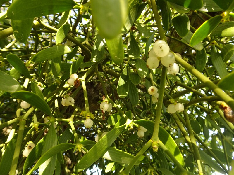 ee. Harilik puuvõõrik, en. European mistletoe, ru. Омела белая, lat. Viscum album L. (1753)
