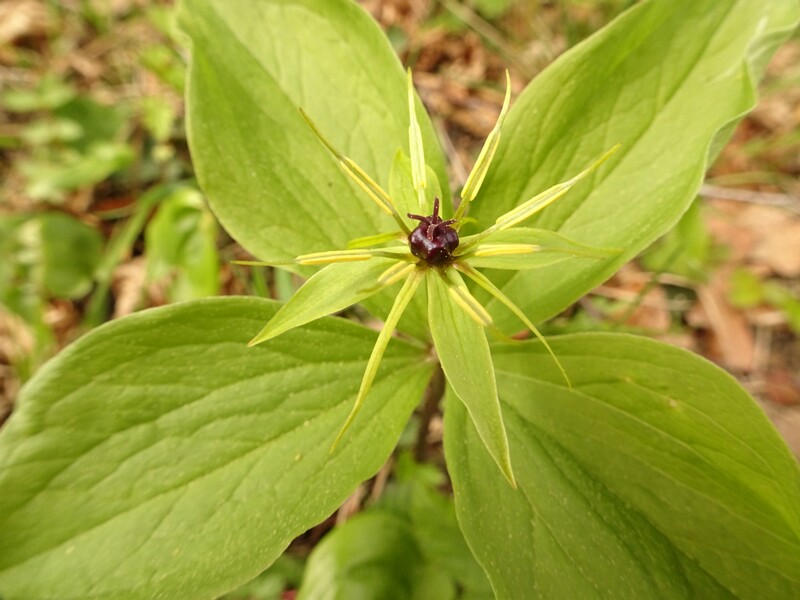 ee. Harilik ussilakk, en. true lover's knot, ru. Вороний глаз четырёхлистный, lat. Paris quadrifolia