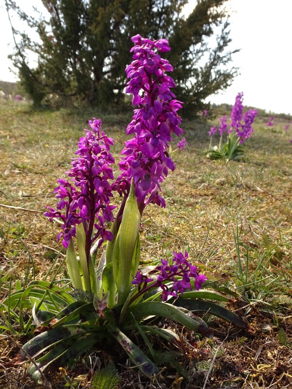 ee. Jumalakäpp, en. early-purple orchid, ru. Ятрышник мужской, lat. Orchis mascula