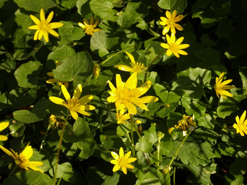 ee. Kanakoole, en. lesser celandine, ru. Чистяк весенний, lat. Ficaria verna Huds., 1762