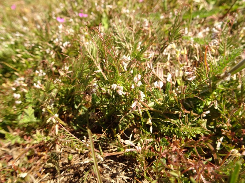 ee. Karvane hiirehernes, en. hairy tare, ru. Горошек волосистый, lat. Vicia hirsuta