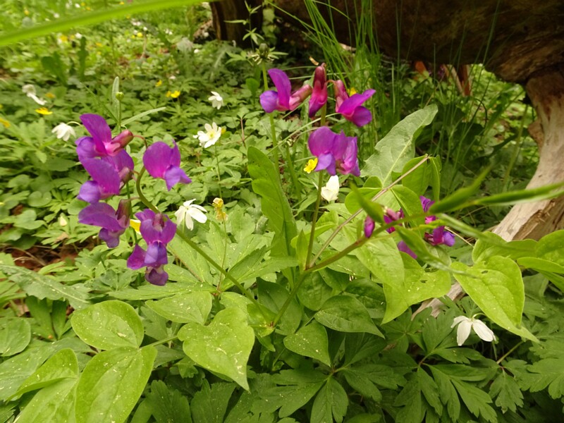 ee. Kevadine seahernes, en. spring vetchling, ru. Чина весенняя, lat. Lathyrus vernus
