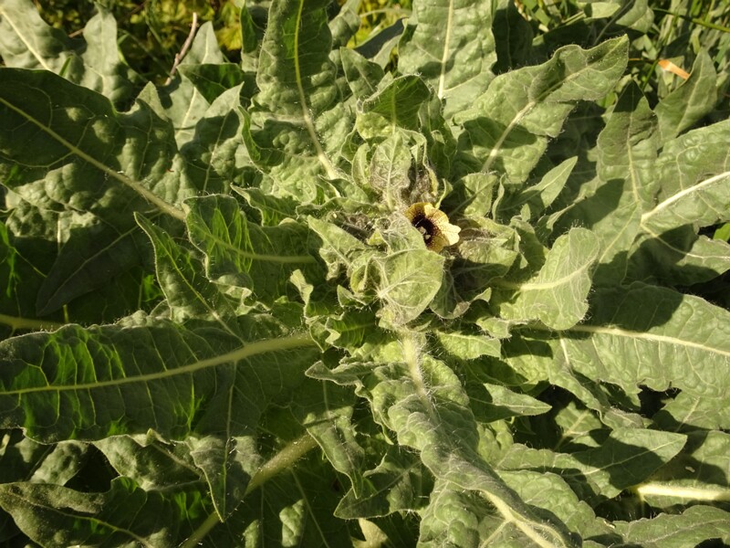 ee. Koera-pöörirohi, en. black henbane, ru. Белена чёрная, lat. Hyoscyamus niger