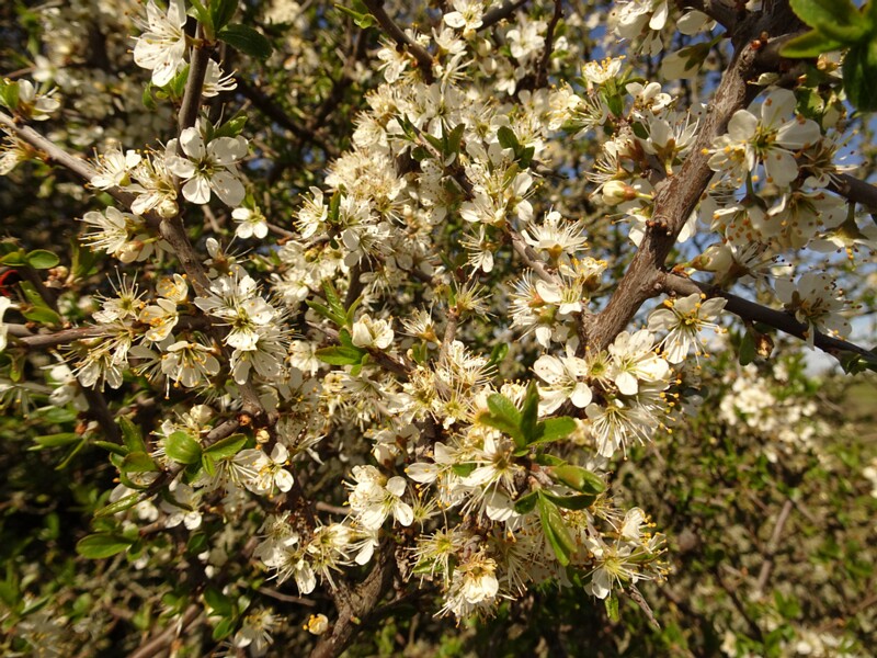 ee. Laukapuu, en. blackthorn, ru. Слива колючая, lat. Prunus spinosa