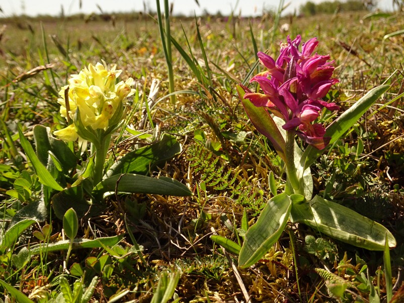 ee. Leeder-sõrmkäpp, en. Elder-flowered Orchid, ru. Пальчатокоренник бузинный, lat. Dactylorhiza sambucina