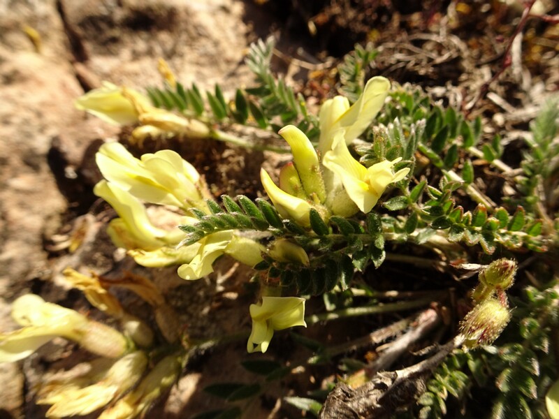 ee. Mägi-lipphernes, en. field locoweed, ru. Остролодочник равнинный, lat. Oxytropis campestris