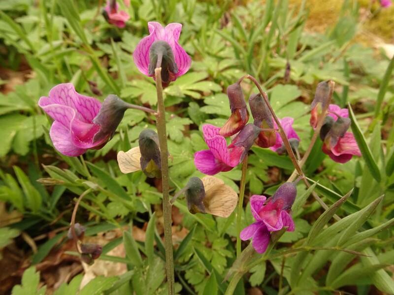 ee. Mägi-seahernes, en. bitter vetch, ru. Чина льнолистная, lat. Lathyrus linifolius