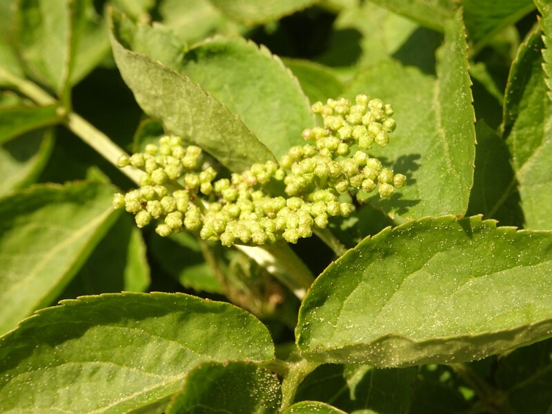 ee. Must leeder, en. black elder, ru. Бузина чёрная, lat. Sambucus nigra