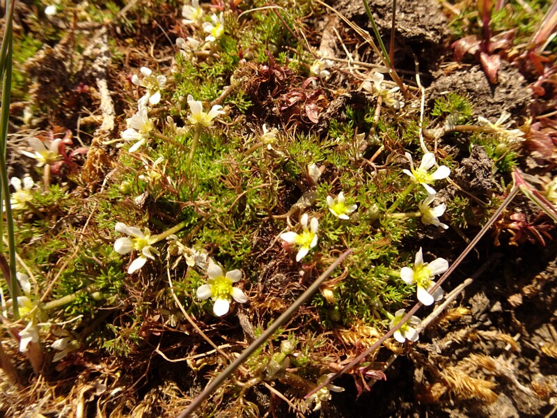 ee. Nõeljas kesakann, en. heath pearlwort, ru. Мшанка шиловидная, lat. Sagina subulata