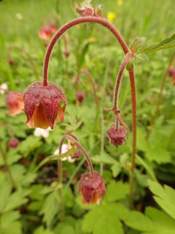 ee. Ojamõõl, en. water avens, ru. Гравилат речной, lat. Geum rivale
