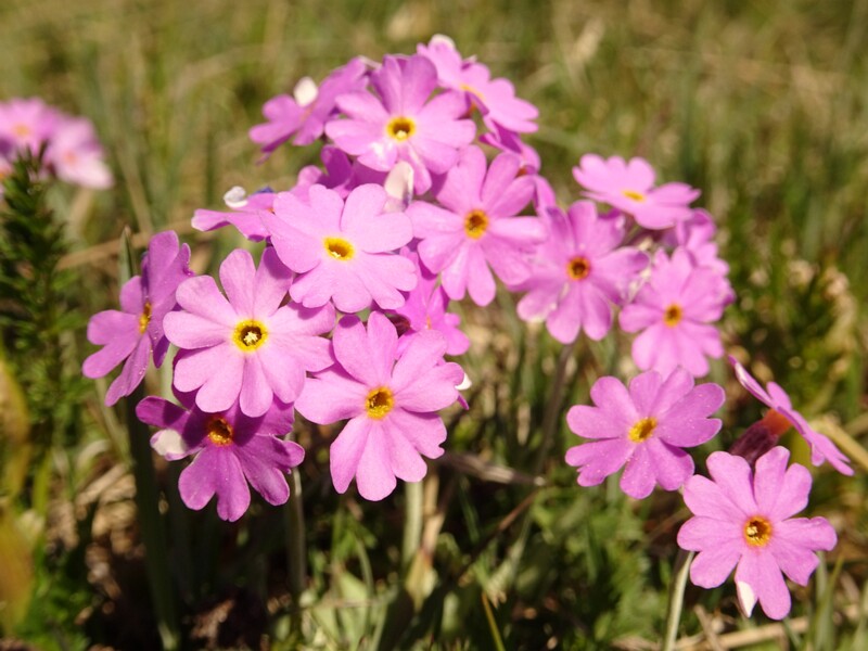 ee. Pääsusilm, en. bird's-eye primrose, ru. Первоцвет мучнистый, lat. Primula farinosa