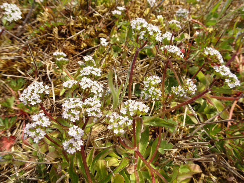 ee. Põldkännak, en. common cornsalad, ru. Валерианелла колосковая, lat. Valerianella locusta