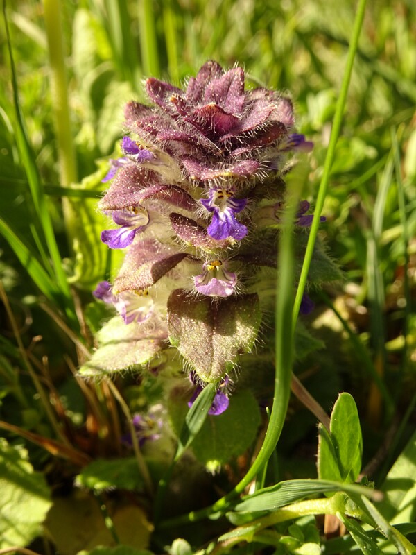 ee. Püramiid-akakapsas, en. pyramidal bugle, ru. Живучка пирамидальная, lat. Ajuga pyramidalis