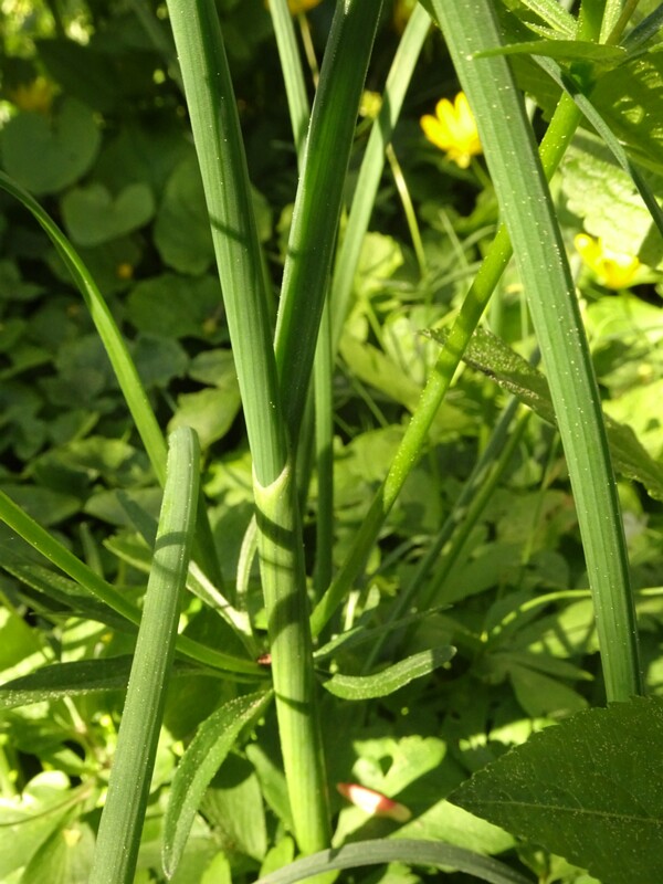 ee. Rohulauk, en. field garlic, ru. Лук полевой, lat. Allium oleraceum