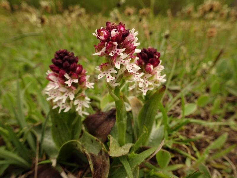 ee. Tõmmu käpp, en. burnt-tip orchid, ru. Неотинея обугленная, lat. Neotinea ustulata (L.) R.M.Bateman, Pridgeon & M.W.Chase