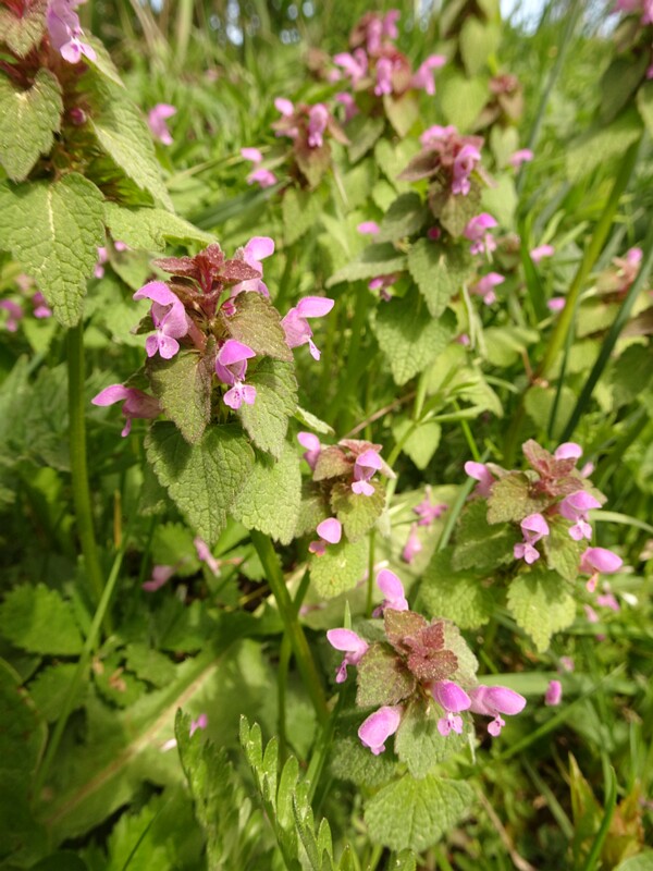 ee. Verev iminõges, en. purple dead-nettle, ru. Яснотка пурпурная, lat. Lamium purpureum