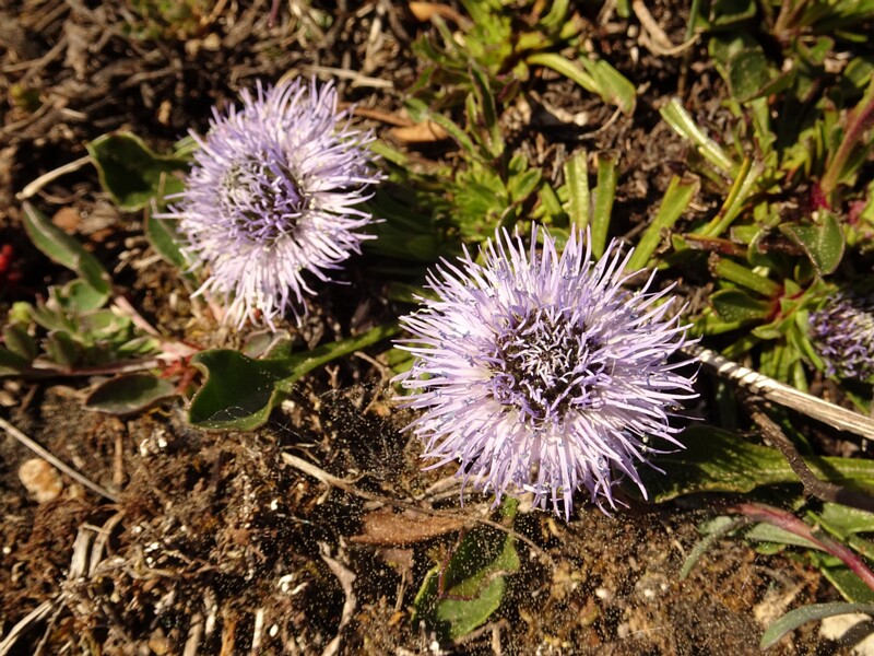 ee. harilik keraslill, en. common globe daisy, ru. Шаровница обыкновенная, lat. Globularia vulgaris L