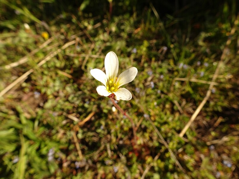 ee. harilik kivirik, en. meadow saxifrage, ru. Камнеломка зернистая, lat. Saxifraga granulata L., 1753