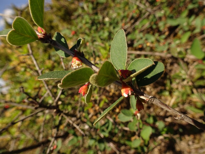 ee. harilik tuhkpuu,en. Scandinavian cotoneaster, ru. Кизильник скандинавский, lat. Cotoneaster scandinavicu