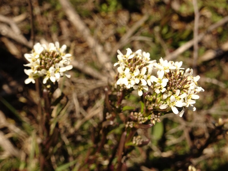 ee. kare hanerohi, en. hairy rock-cress, ru. Резуха шершавая, lat. Arabis hirsuta