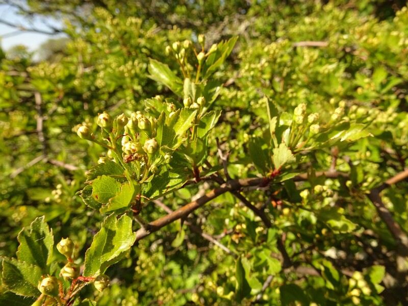 ee. lääne-viirpuu, en. palmstruh hawthorn, ru. Боярышник Пальмструха, lat. Crataegus palmstruchii