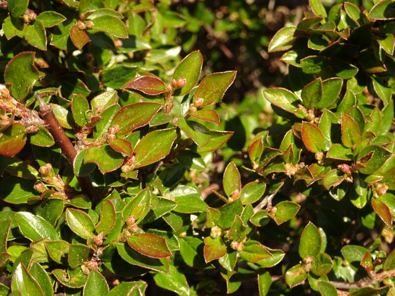 ee. läikiv tuhkpuu ,en. shiny cotoneaster, ru. Кизильник блестящий, lat. Cotoneaster lucidus Schltdl., 1854