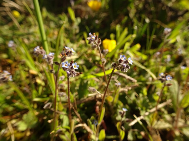 ee. liiv-lõosilm, en. blue scorpion grass, ru. Незабудка мелкоцветковая, lat. Myosotis scorpioides L. (1753)