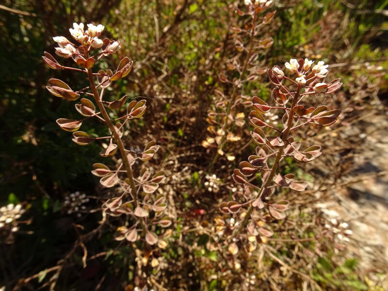 ee. liivlitrik, en. Shepherd's cress, ru. Тисдайлия голостебельная, lat. Teesdalia nudicaulis