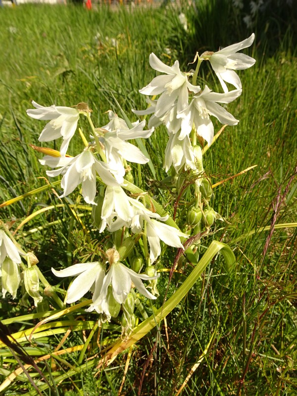 ee. longus linnupiim, en. drooping star-of-Bethlehem, ru. Птицемлечник поникший, lat. Ornithogalum nutans