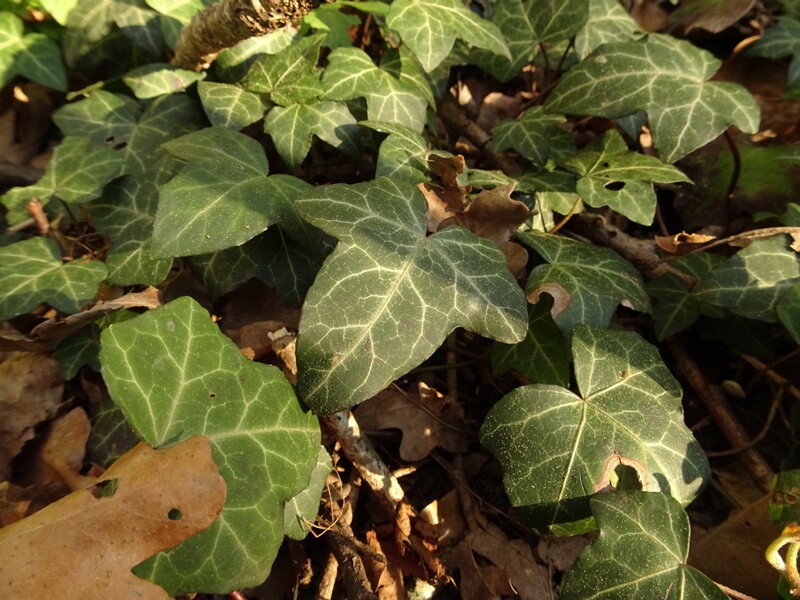 ee. luuderohi, en. common ivy, ru. common ivy, lat. Hedera helix