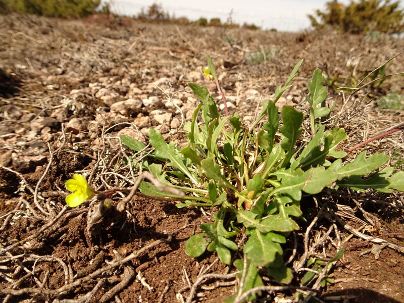ee. müür-liivsinep, en. annual wall-rocket, ru. Двурядка стенная, lat. Diplotaxis muralis