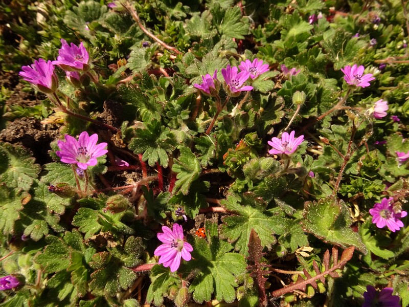 ee. madal kurereha, en. small geranium, ru. Герань маленькая, lat. Geranium pusillum
