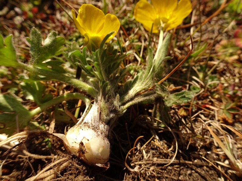 ee. mugultulikas, en. St. Anthony's turnip, ru. Лютик луковичный, lat. Ranunculus bulbosus L