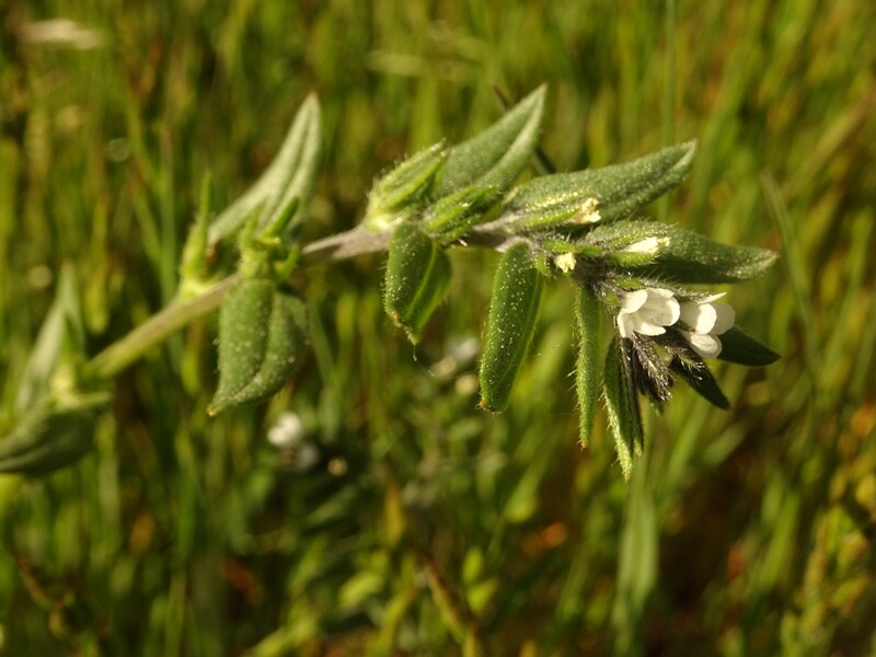 ee. põld rusujuur, en. field gromwell, ru. Воробейник полевой, lat. Lithospermum arvense