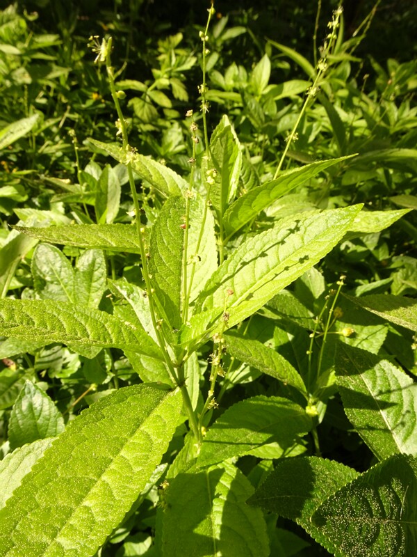 ee. püsik-seljarohi, en. dog's mercury, ru. Пролесник многолетний, lat. Mercurialis perennis