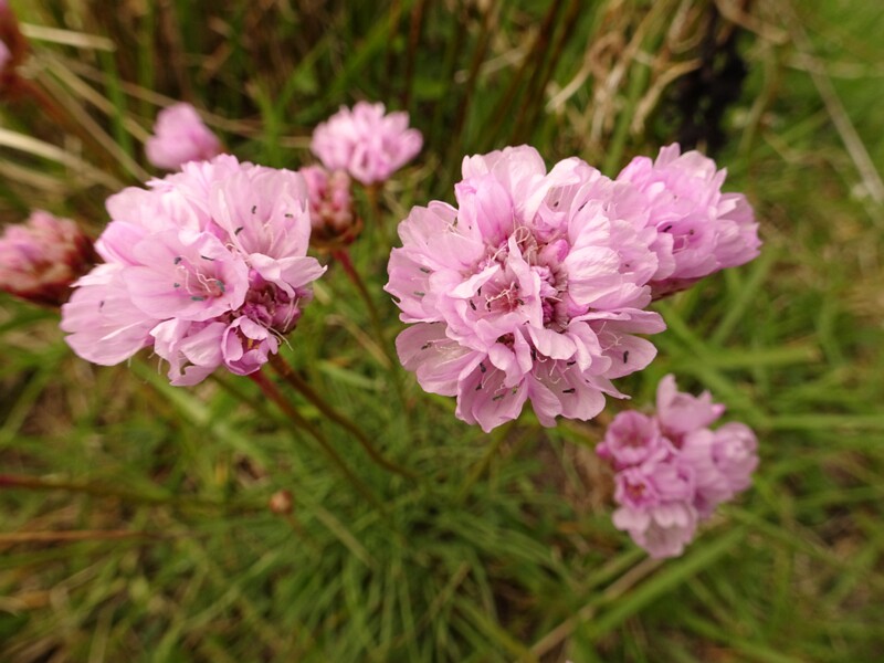 ee. roosa merikann, en. sea thrift, ru. Армерия приморская, lat. Armeria maritima