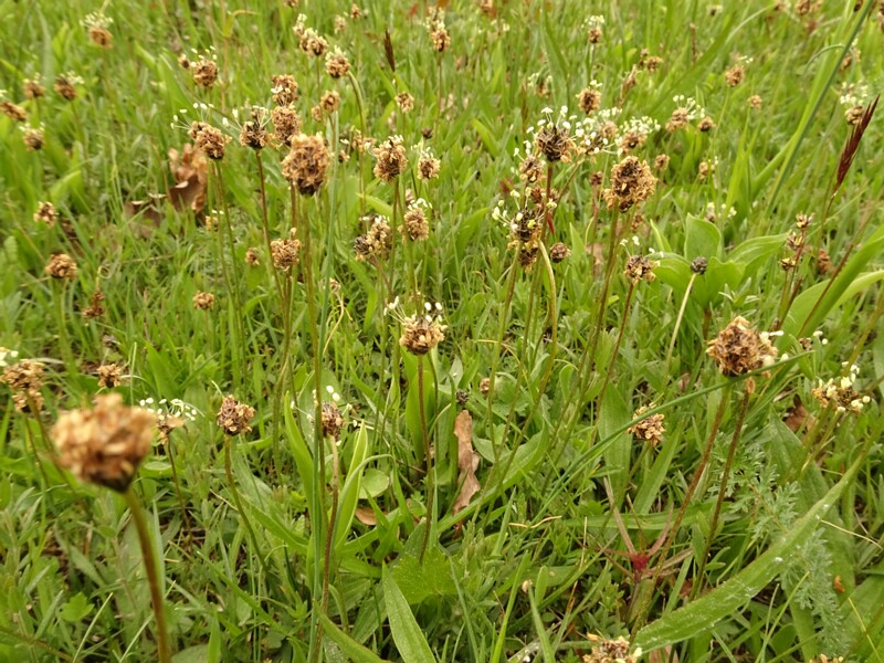 ee. süstlehine teeleht, en. ribwort plantain, ru. Подорожник ланцетолистный, lat. Plantago lanceolata L., 1753