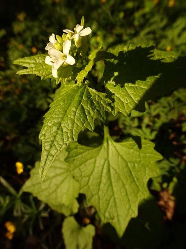 ee. salukõdrik en. garlic mustard, ru. Чесночница черешчатая, lat. Alliaria petiolata