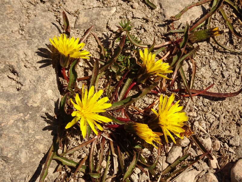 ee. soo-võilill, en. Narrow-leaved Marsh Dandelion, ru.  lat. Taraxacum suecicum