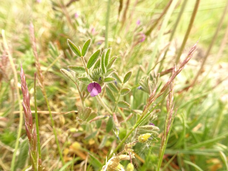 ee. väikeseõiene hiirehernes, en. spring vetch, ru. Горошек чиновидный, lat. Vicia lathyroides