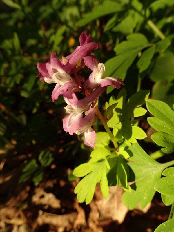 ee. vahelmine lõokannus, en. intermediate fumewort, ru. Хохлатка промежуточная,lat. Corydalis intermedia
